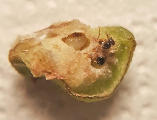 ANTHESIS SAVES THE GREEK CHESTNUT GROVES FROM A WASP WITH A WASP