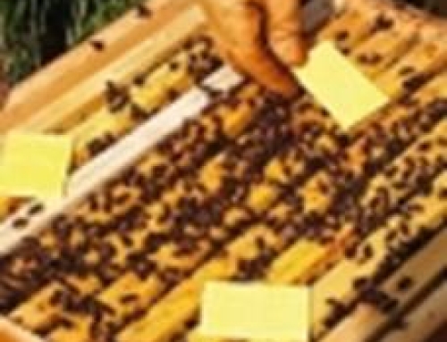 Η 𝐀𝐧𝐭𝐡𝐞𝐬𝐢𝐬 δηλώνει «Παρών» στην Ελληνική Μελισσοκομία